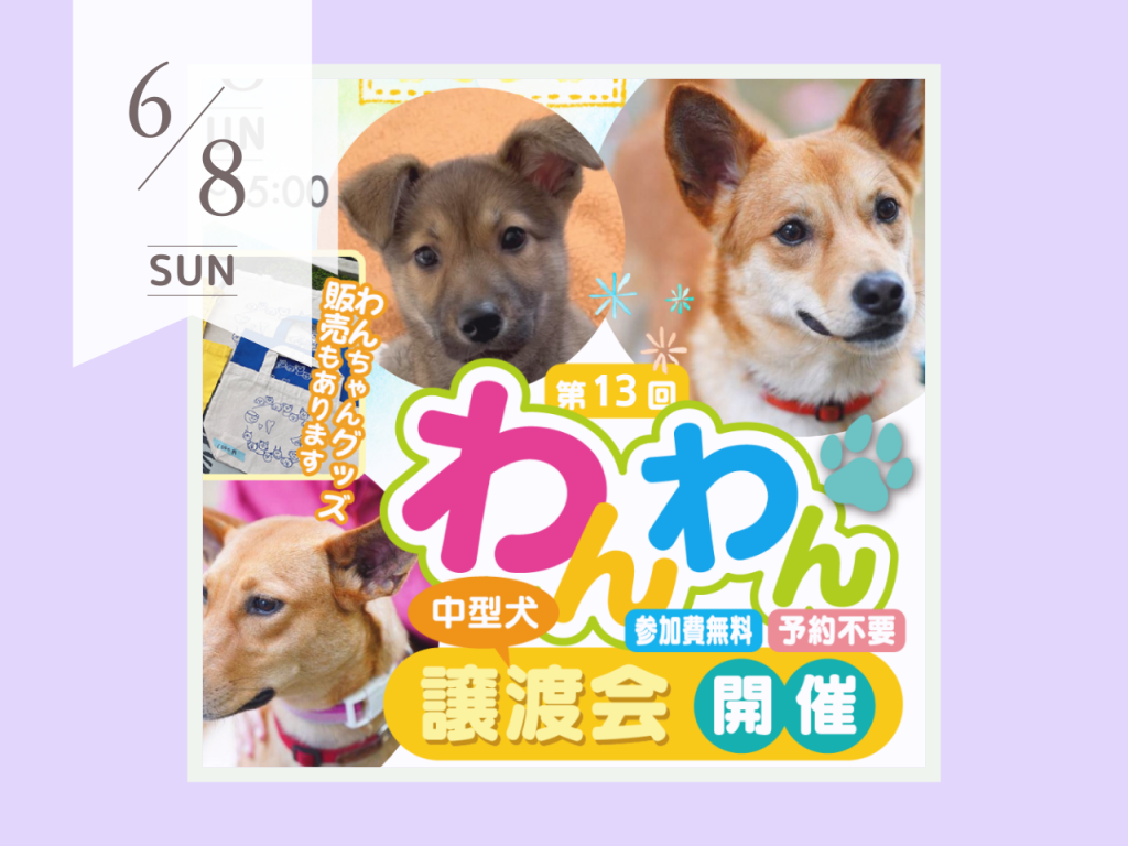 第13回わんわん譲渡会_1