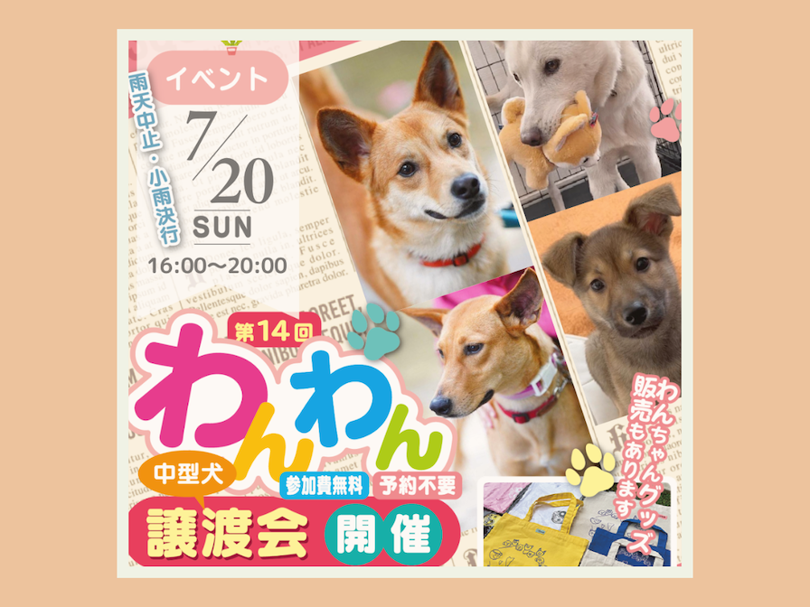 第14回わんわん譲渡会