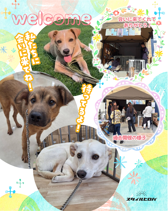 第19回わんわん譲渡会_3