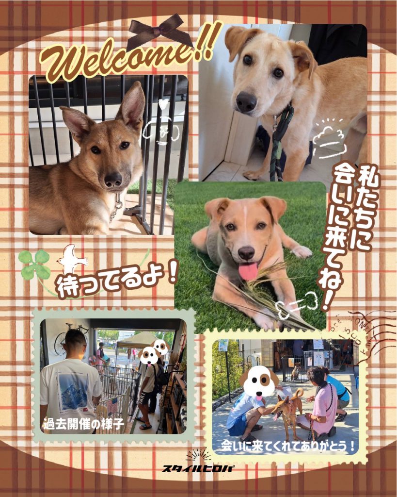 第21回わんわん譲渡会_3