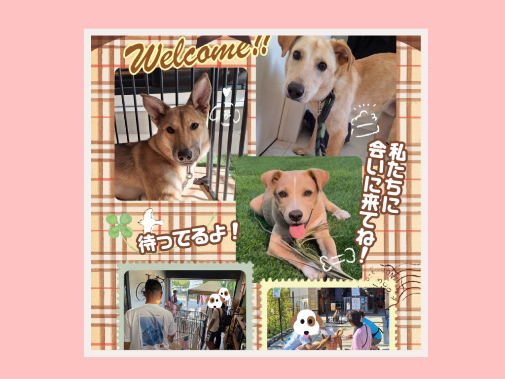 第25回わんわん譲渡会_2
