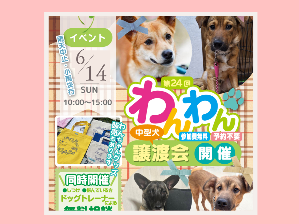 第25回わんわん譲渡会