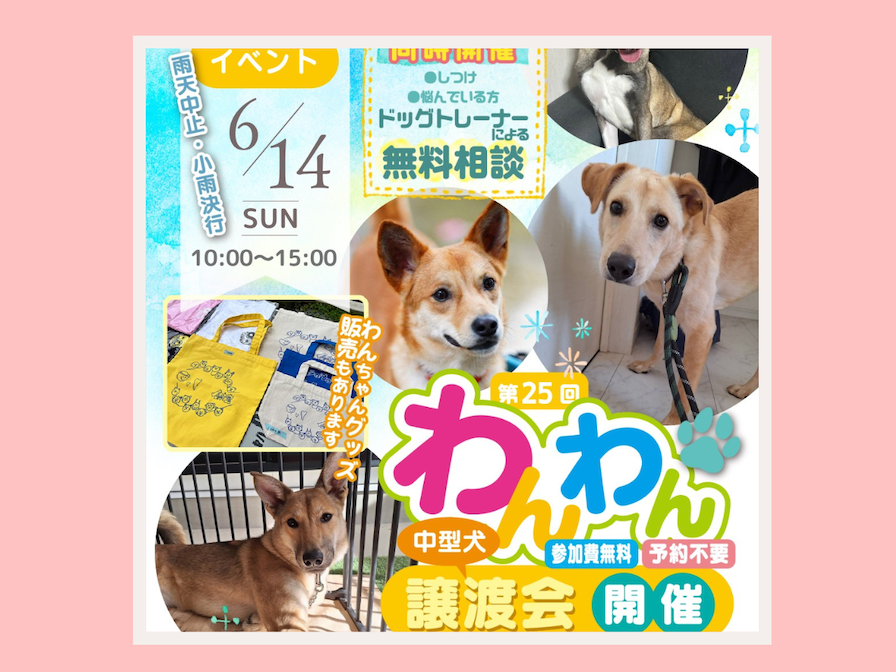 第25回わんわん譲渡会